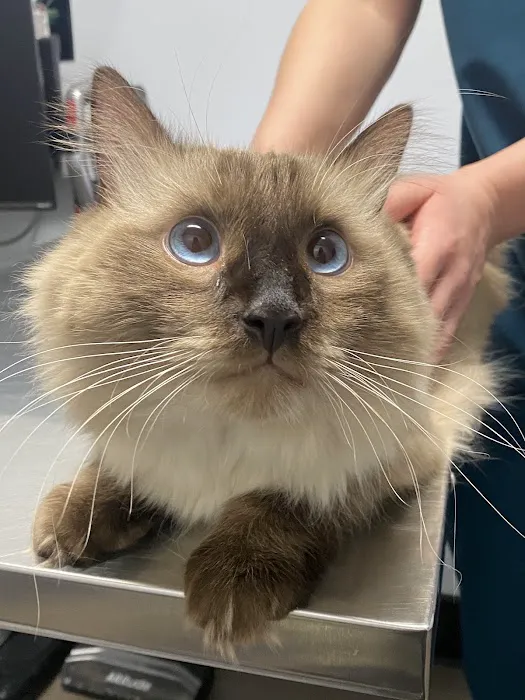 Warner Center Pet Clinic Picture 4