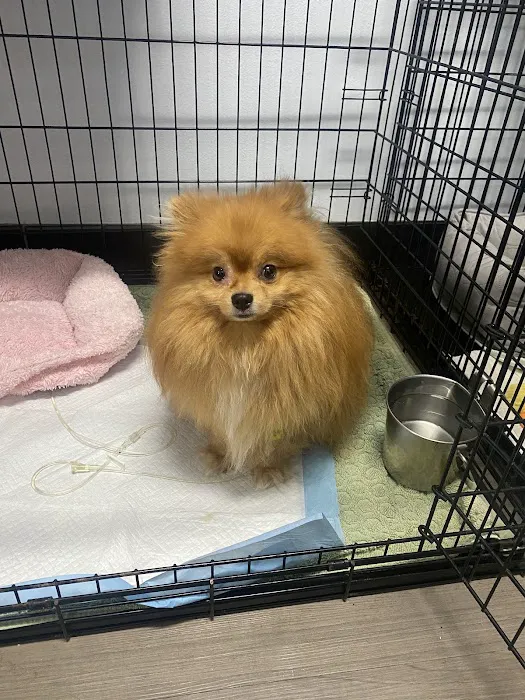 Warner Center Pet Clinic Picture 6
