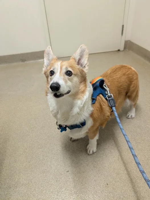 Winnetka Animal Clinic Picture 5