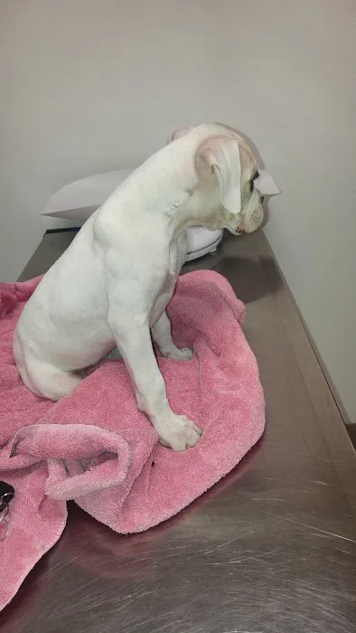 Winnetka Animal Clinic Picture 3