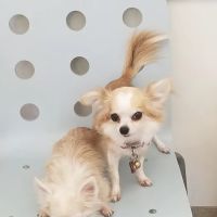 Winnetka Animal Clinic ico