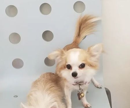 Winnetka Animal Clinic