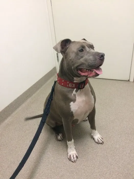 Winnetka Animal Clinic Picture 8