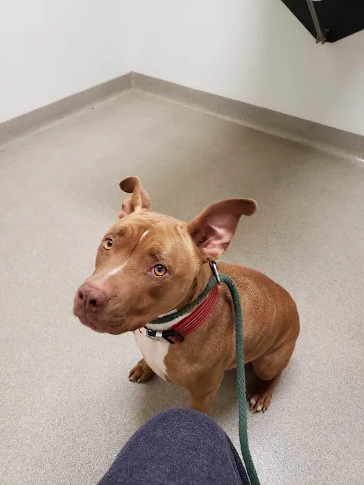 Winnetka Animal Clinic Picture 10