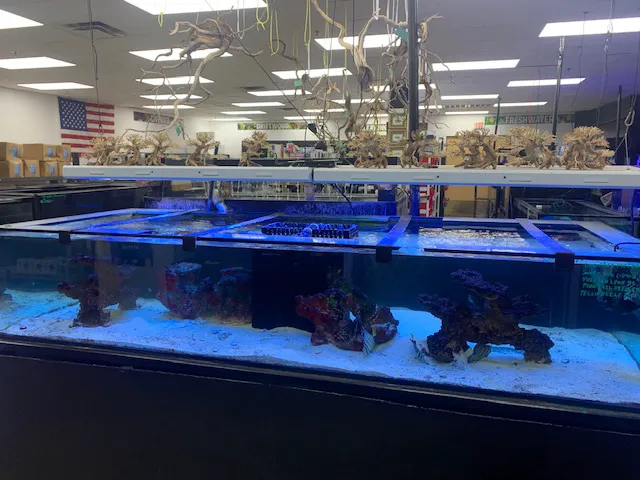 Discount Aquarium Fish and Reef Picture 5