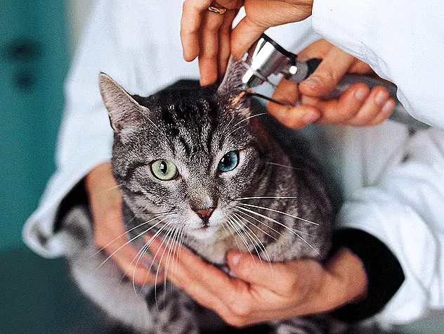 The Cat Doctor Picture 3