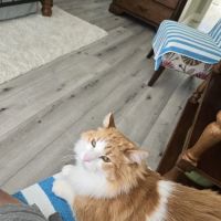 The Cat Doctor ico