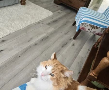 The Cat Doctor