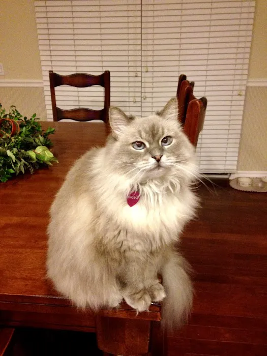 The Cat Doctor Picture 7