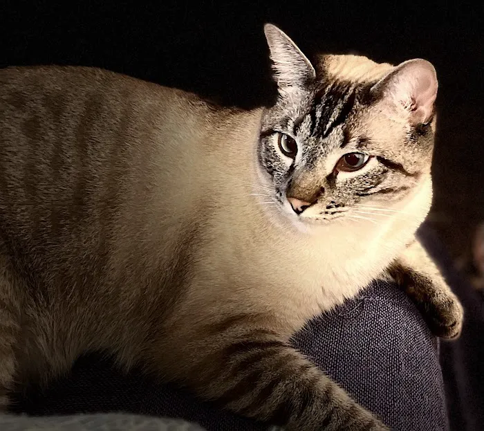 The Cat Doctor Picture 6