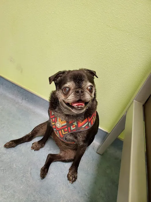Ohana Pet Hospital Picture 10