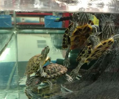 Petco