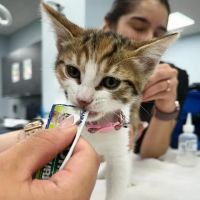 Cornelius Pet Hospital ico