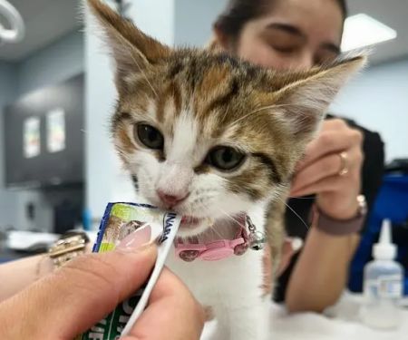 Cornelius Pet Hospital