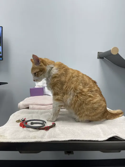 Cornelius Pet Hospital Picture 4