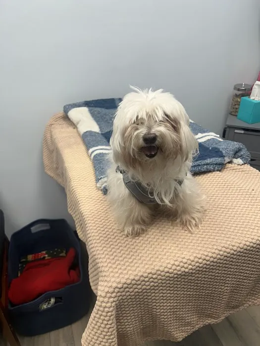 Cornelius Pet Hospital Picture 6