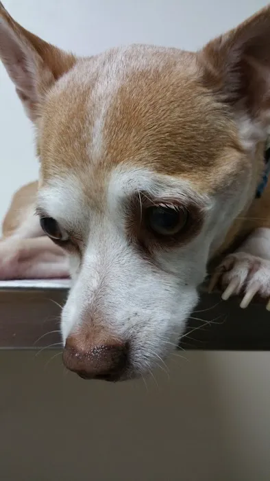 Ventura Veterinary Hospital Picture 1