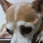 Ventura Veterinary Hospital
