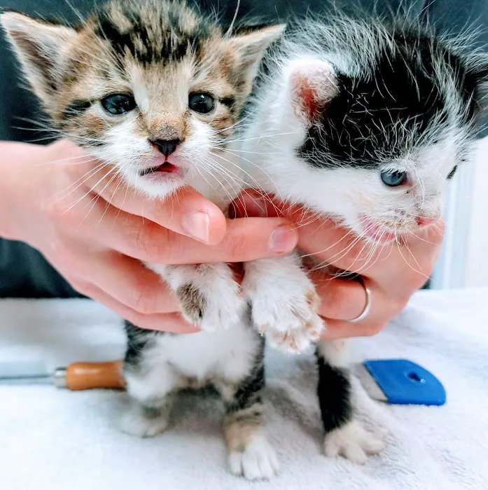 Ventura Veterinary Hospital Picture 8