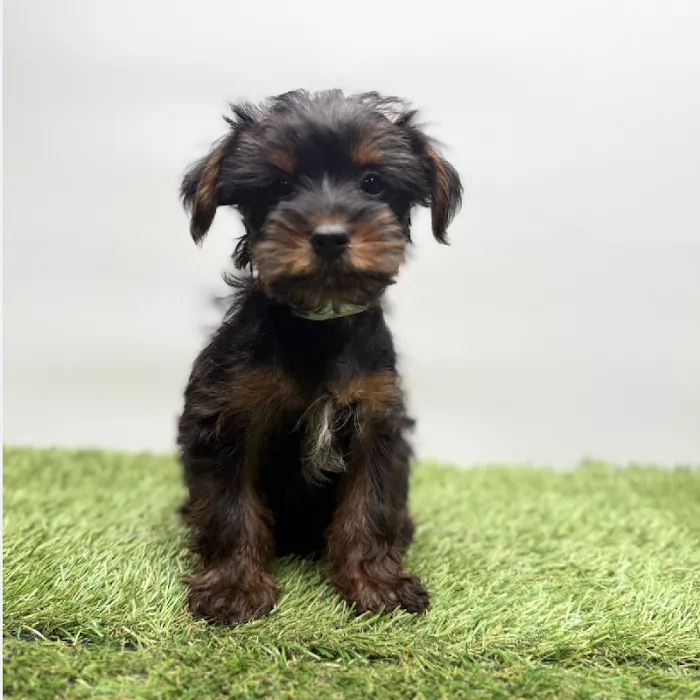 Puppyland Tolleson Picture 3