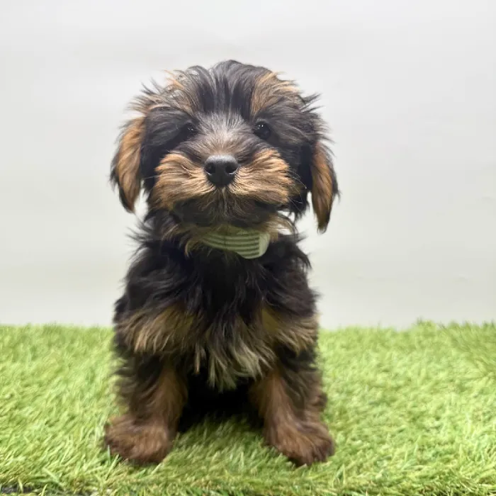 Puppyland Tolleson Picture 4