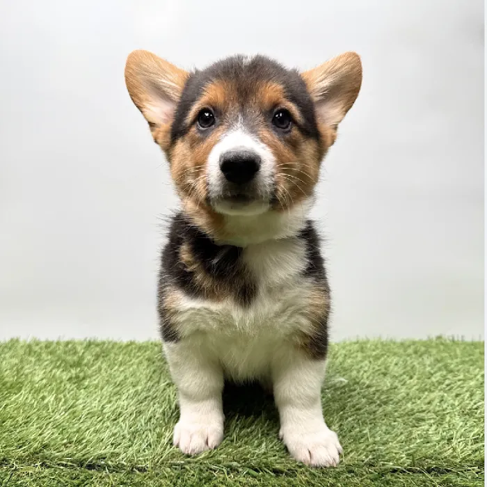 Puppyland Tolleson Picture 5