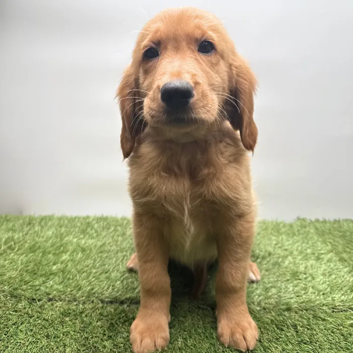 Puppyland Tolleson Picture 6