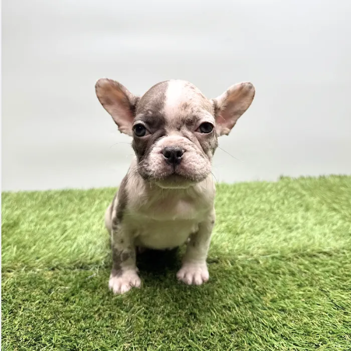Puppyland Tolleson Picture 7