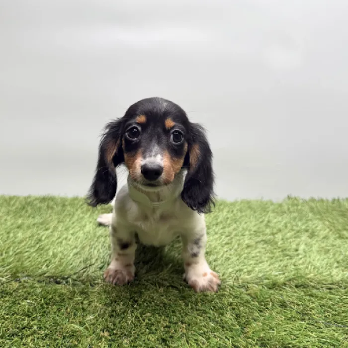 Puppyland Tolleson Picture 8