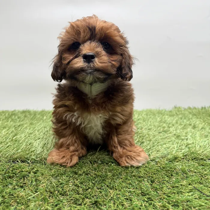 Puppyland Tolleson Picture 9