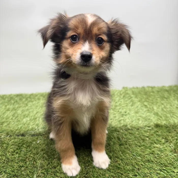 Puppyland Tolleson Picture 10