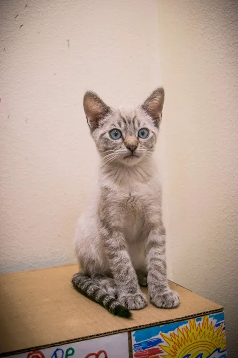 Heaven on Earth Animal Clinic Picture 2