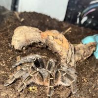 Scales 'N Tails Phoenix West ico