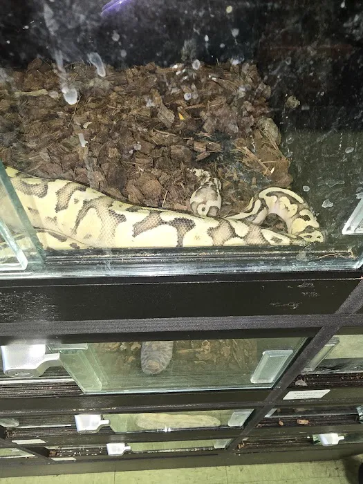 Scales 'N Tails Phoenix West Picture 4