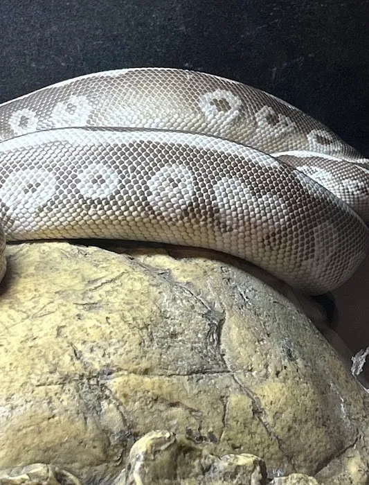 Scales 'N Tails Phoenix West Picture 2