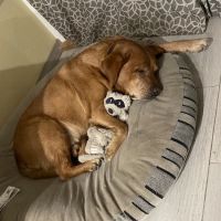 Cozycroft Pet Hospital ico