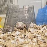 Petco