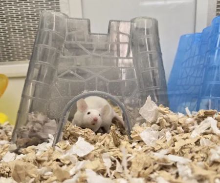 Petco