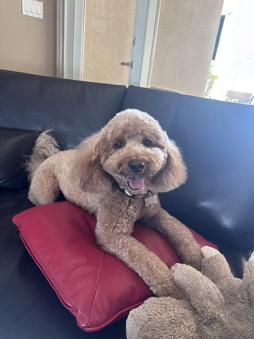 Raining Cats & Dogs Grooming Salon Picture 3