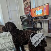 Vetco Total Care Animal Hospital ico
