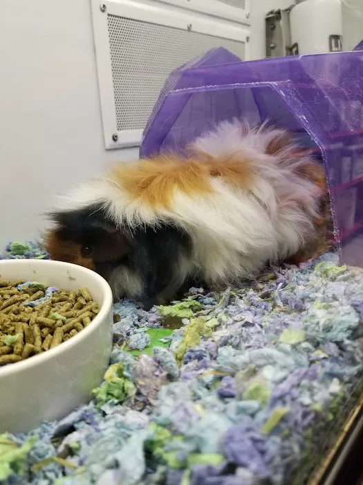 Petco Picture 5