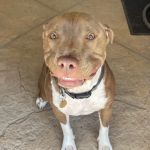 Northridge Veterinary Center