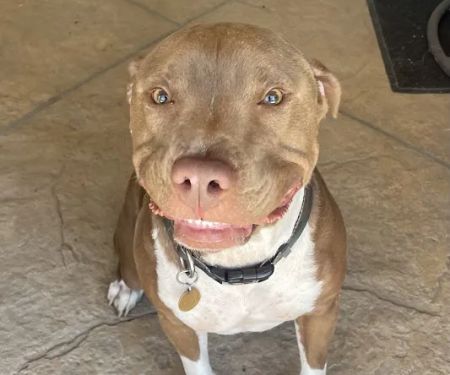Northridge Veterinary Center