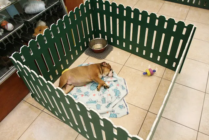 Puppies N Love Picture 2