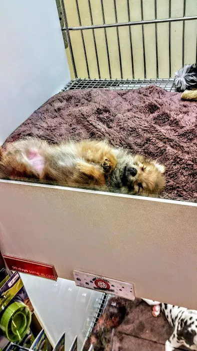 Puppies N Love Picture 3