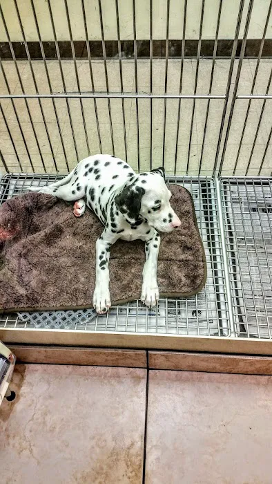 Puppies N Love Picture 5