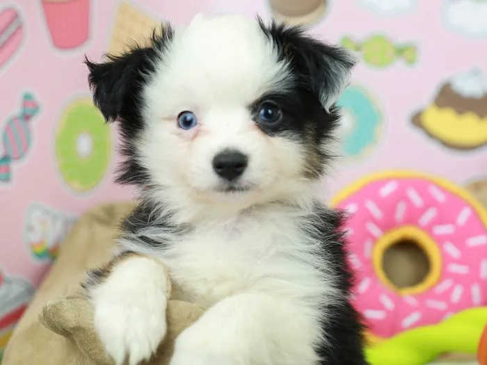Puppies N Love Picture 7