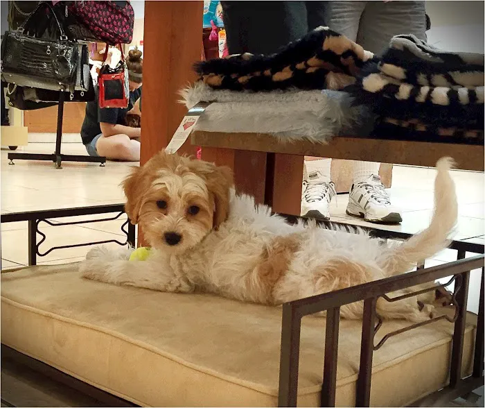 Puppies N Love Picture 10