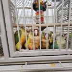 Birds, and Then Some!