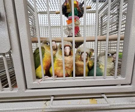 Birds, and Then Some!